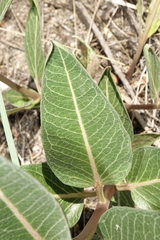 Asclepias hallii