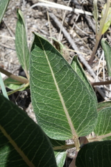 Asclepias hallii