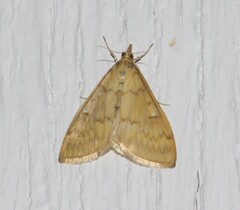 Anania extricalis