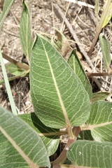 Asclepias hallii