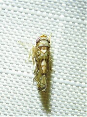 Scaphoideus opalinus