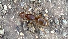 Lasius subumbratus