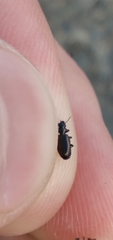 Microlestes linearis