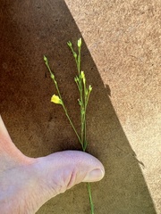 Linum intercursum