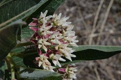 Asclepias hallii