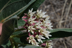 Asclepias hallii