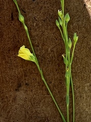 Linum intercursum