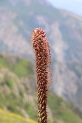 Eremurus regelii