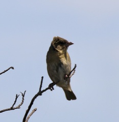 Ploceus velatus