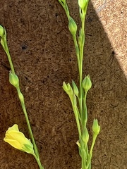 Linum intercursum