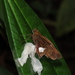 Panoquina neblina - Photo (c) Lepidoptera Colombiana 🇨🇴, algunos derechos reservados (CC BY-NC), subido por Lepidoptera Colombiana 🇨🇴