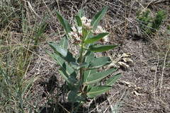 Asclepias hallii