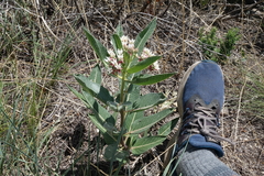 Asclepias hallii