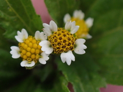 Galinsoga parviflora
