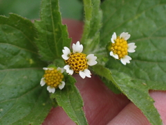 Galinsoga parviflora
