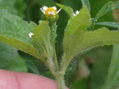 Galinsoga parviflora