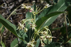 Asclepias hallii