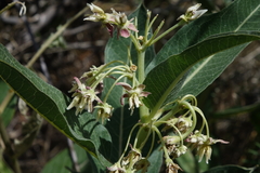 Asclepias hallii