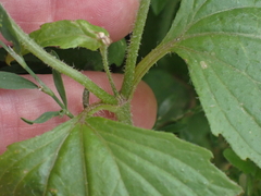 Galinsoga parviflora