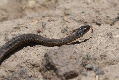 Thamnophis couchii