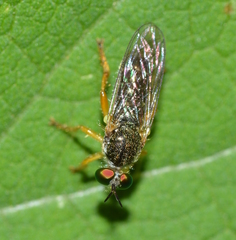 Atomosia rufipes