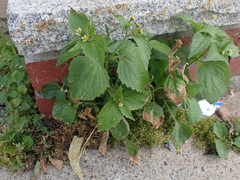 Galinsoga parviflora