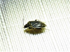 Peritropis saldaeformis