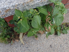 Galinsoga parviflora