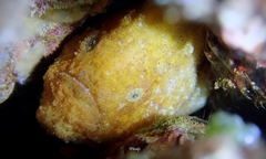 Antennatus tuberosus