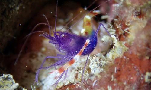 Photo of Blue boxer shrimp (Stenopus tenuirostris)