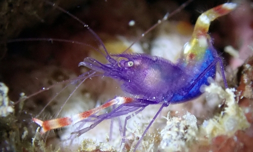 Photo of Blue boxer shrimp (Stenopus tenuirostris)