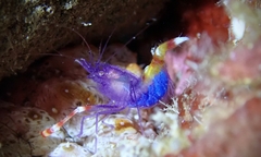Stenopus tenuirostris