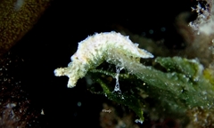 Elysia degeneri