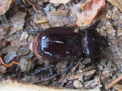 Phileurini