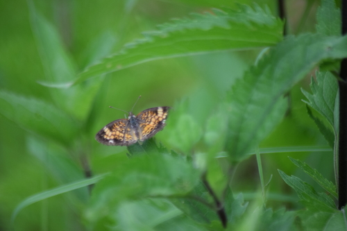 Pearl Crescent photographed in Delaware