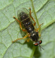 Atomosia rufipes