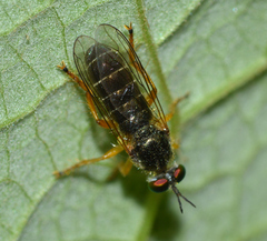 Atomosia rufipes