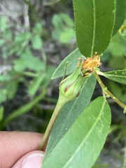 Rhododendron occidentale