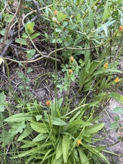 Rhododendron occidentale