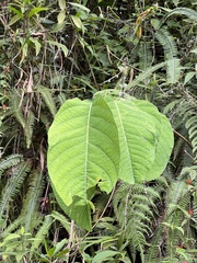 Passiflora arborea