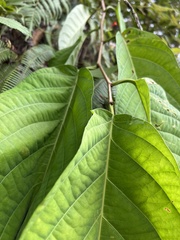 Passiflora arborea