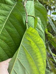 Passiflora arborea