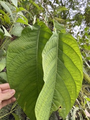 Passiflora arborea