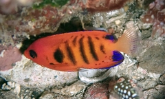 Centropyge loriculus