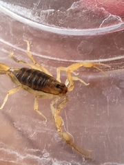 Centruroides sculpturatus