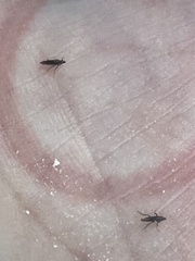 Ceratophyllus gallinae