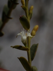 Olax stricta