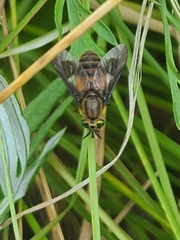 Chrysops frigidus