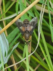 Chrysops frigidus