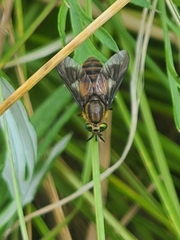 Chrysops frigidus